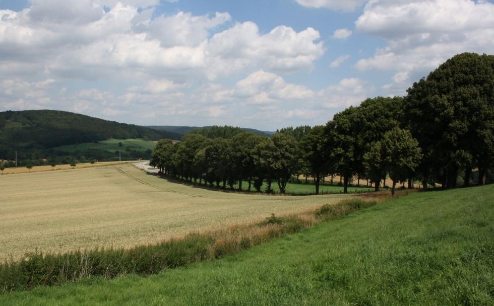 Lindenallee zum Rittergut