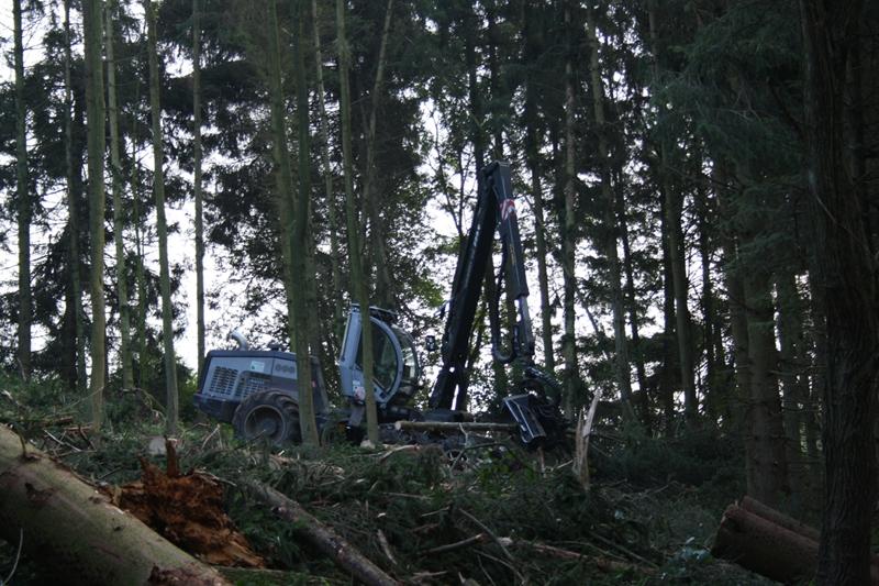 Holzernte im Fichtenwald