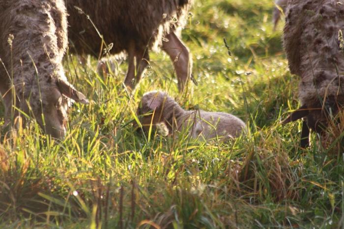 Lamm in der Morgensonne
