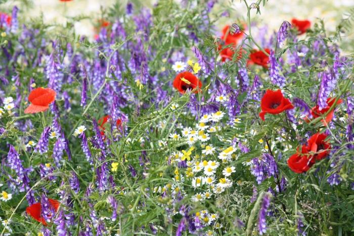 Blumen am Feldrand