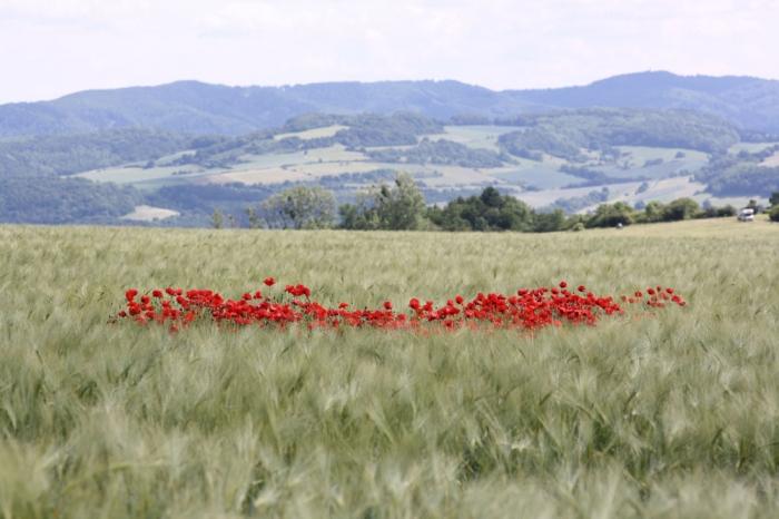 Mohnblumen im Gerstenfeld