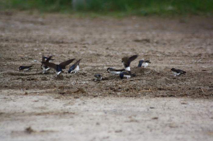 Schwalben beim Nestbau
