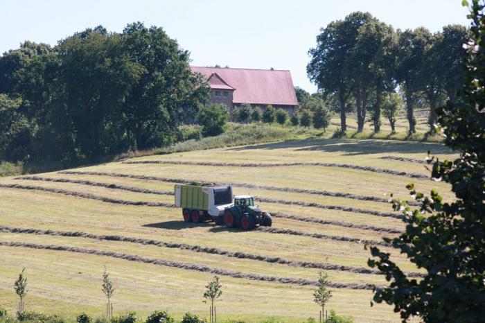 Grasernte mit Ladewagen