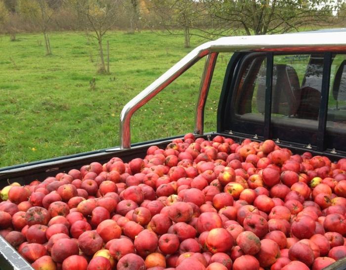 Apfelernte im Oktober