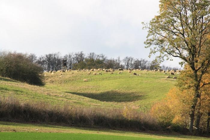 Schafe im Herbst auf den Weiden