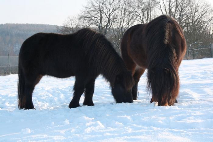 Pferde im Schnee am Rittergut
