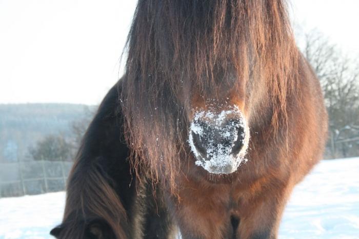 Ostereier-Suche im Schnee