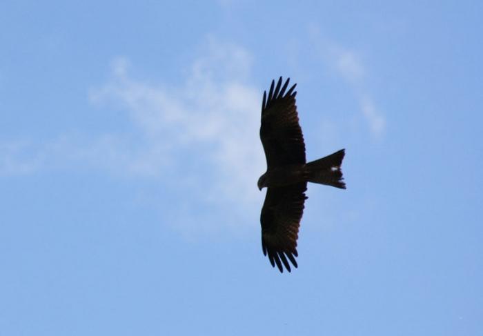 Rotmilan auf Mäusejagd