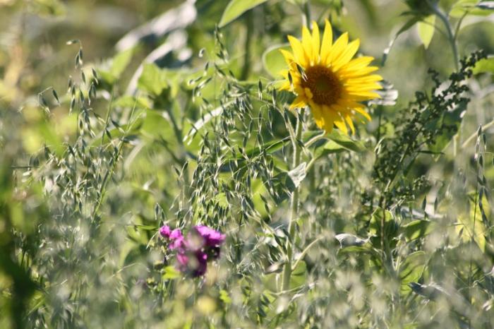 Bluehstreifen am Feldrand