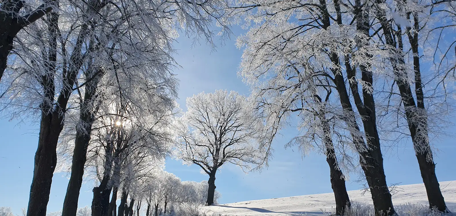 Winterliche Baumallee mit Raureif am Rittergut Sonnenberg
