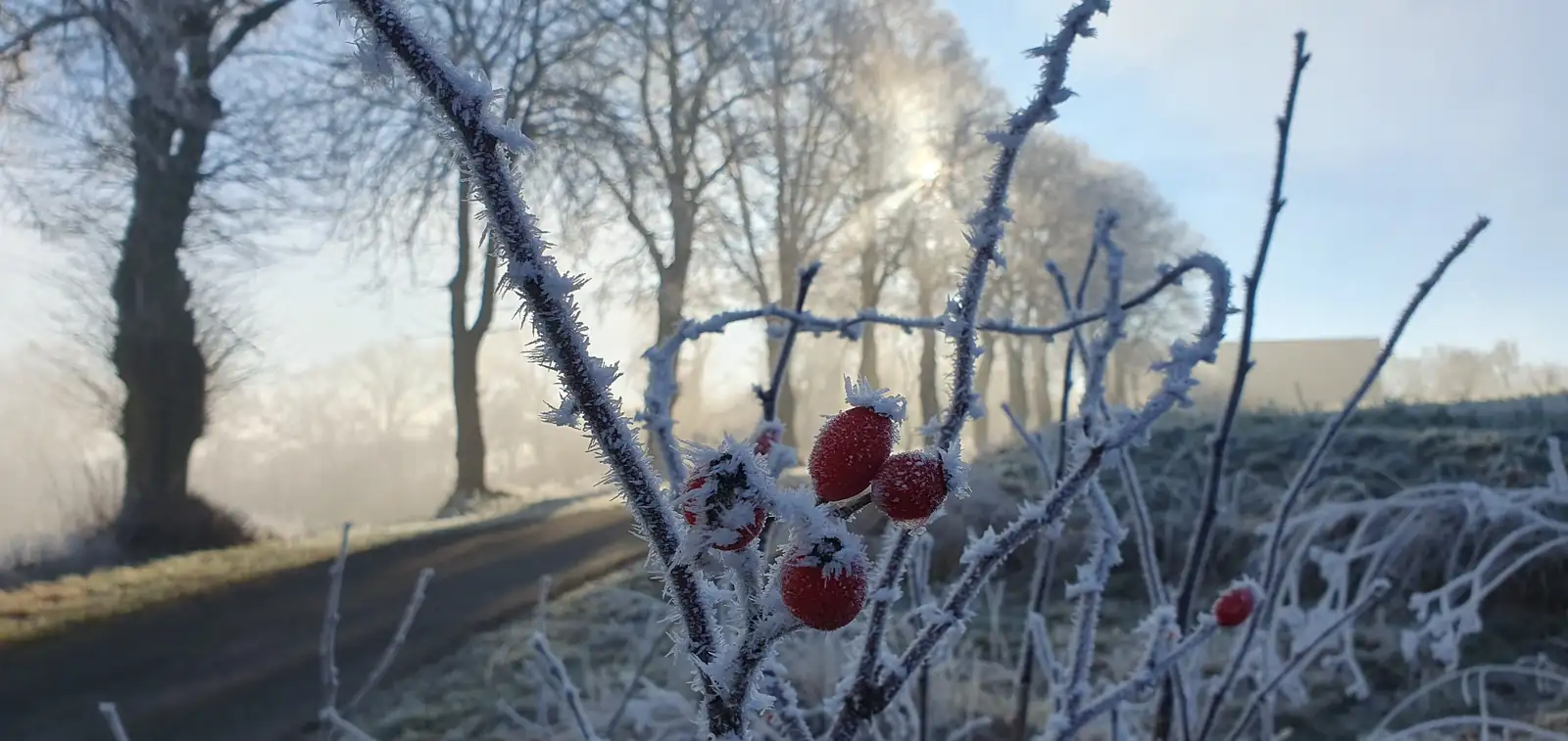 Raureif an Beerenzweigen in der Winterlandschaft