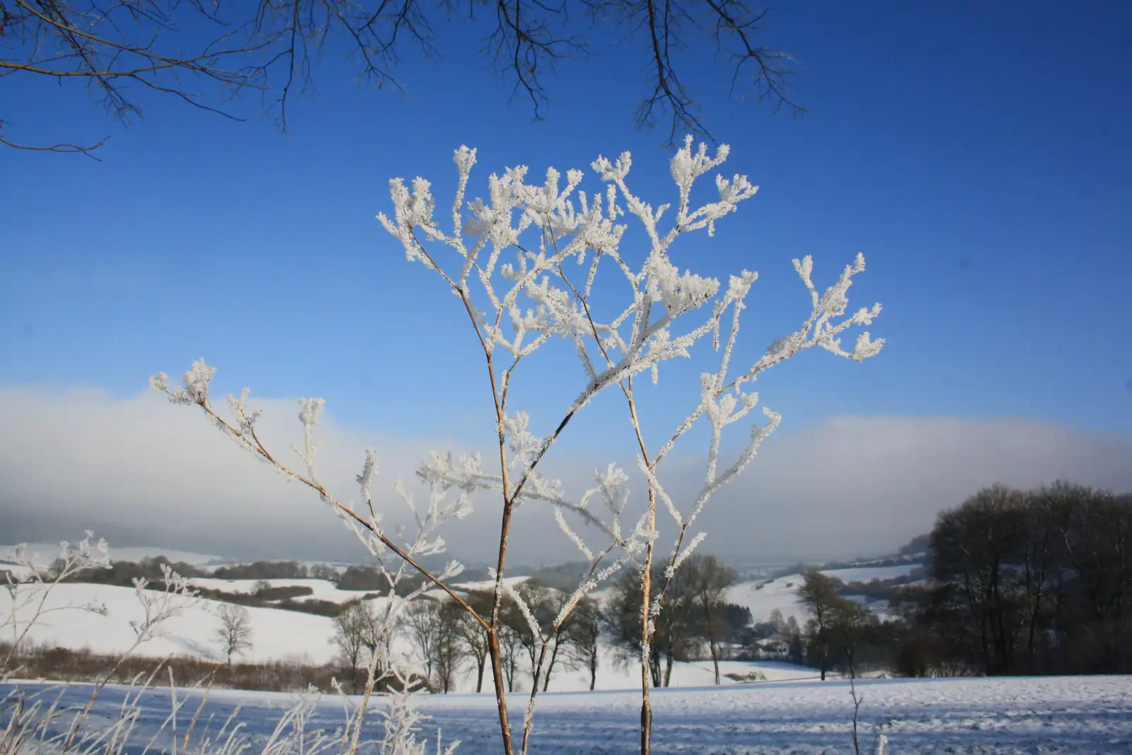 Verschneite Landschaft mit vereistem Baum bei Sonnenberg