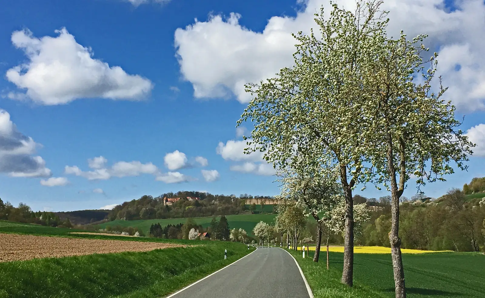 Landstraße mit blühendem Baum bei Sonnenberg