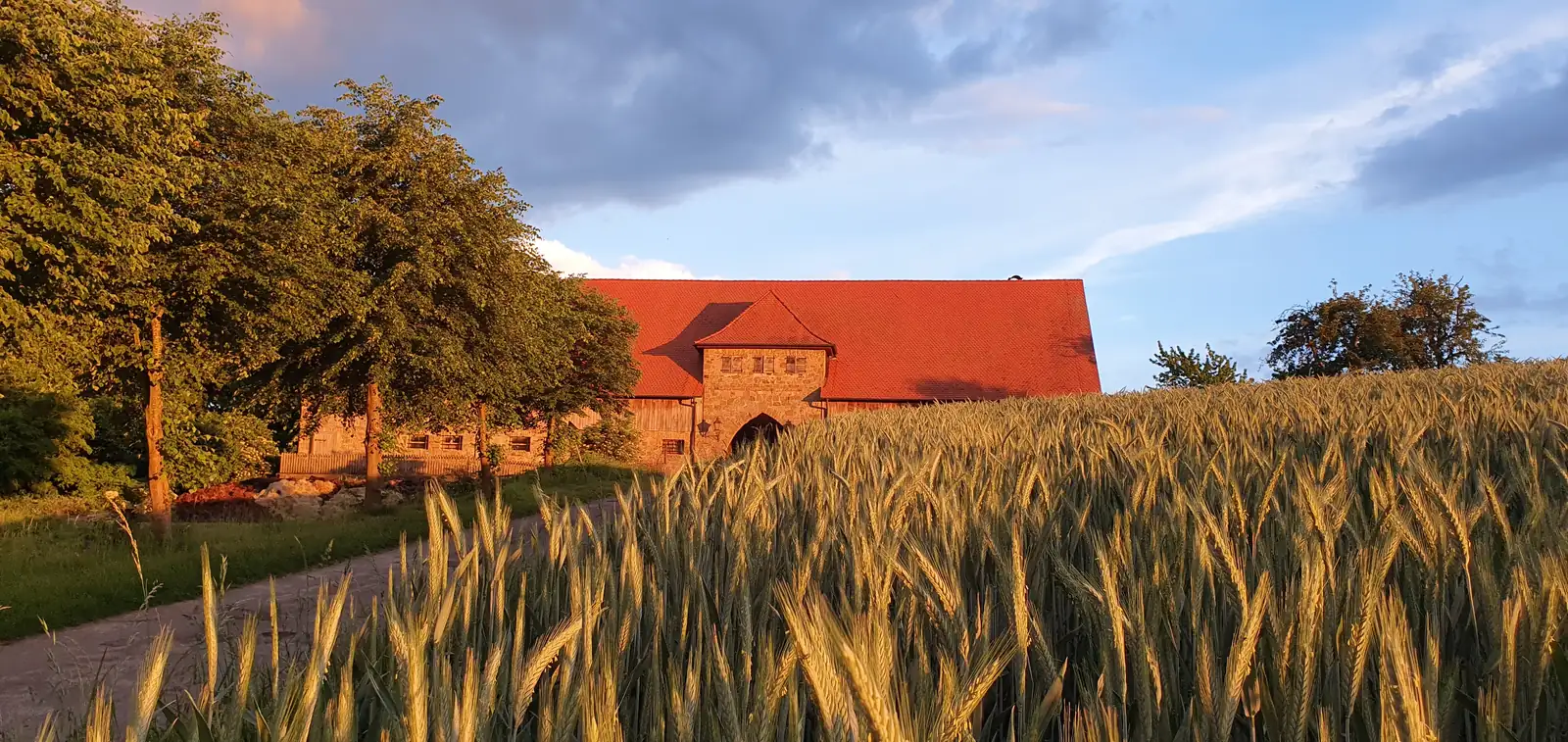 Sommerliches Getreidefeld vor dem Rittergut Sonnenberg