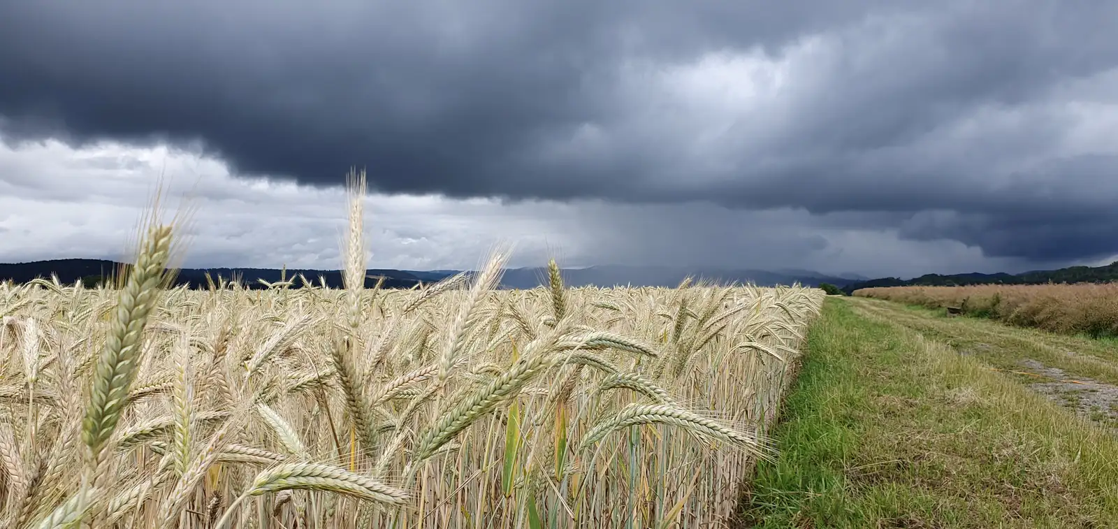 Getreidefeld bei aufziehendem Gewitter