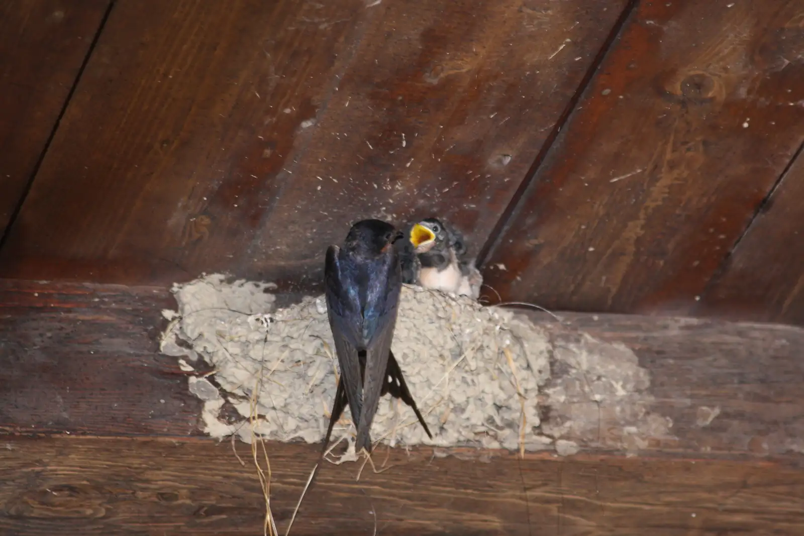 Schwalbe am Nest im Rittergut Sonnenberg