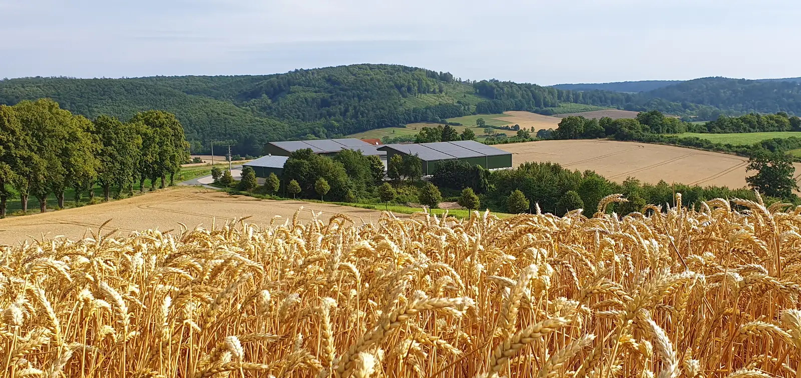 Blick über ein Kornfeld in die Umgebung von Sonnenberg