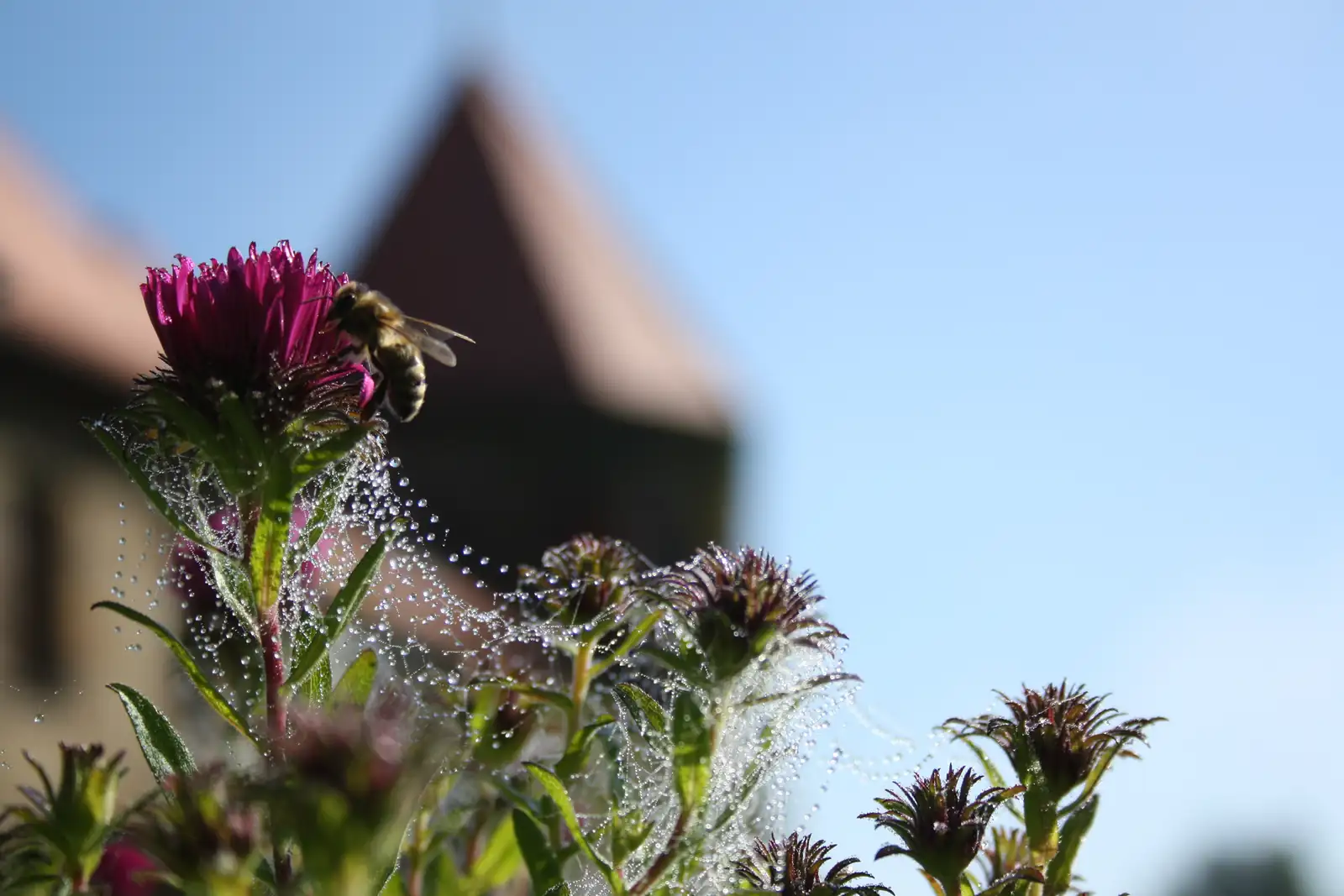 Biene auf einer taunassen Blüte im Garten
