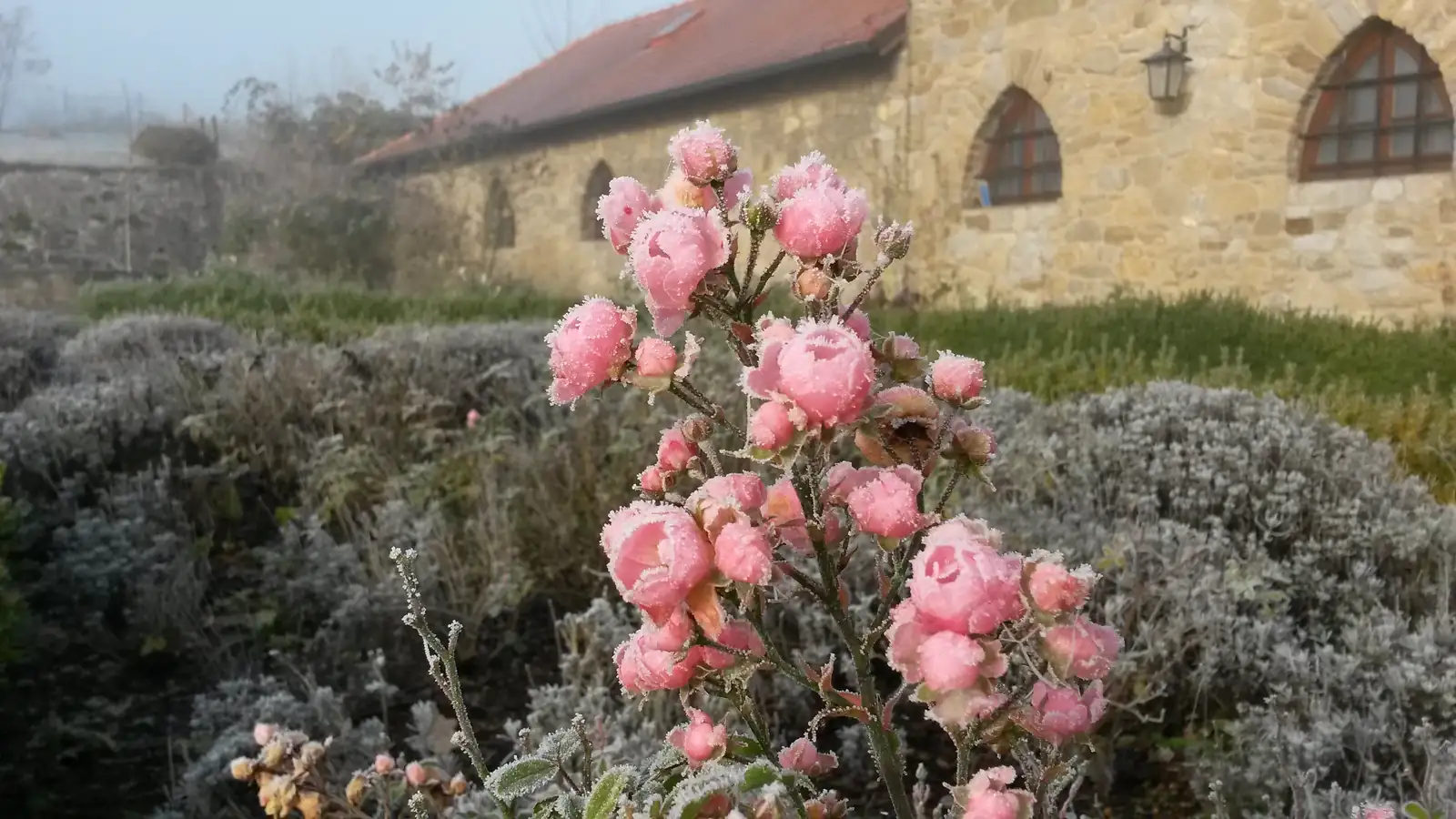 Rosen mit Raureif vor dem Rittergut Sonnenberg