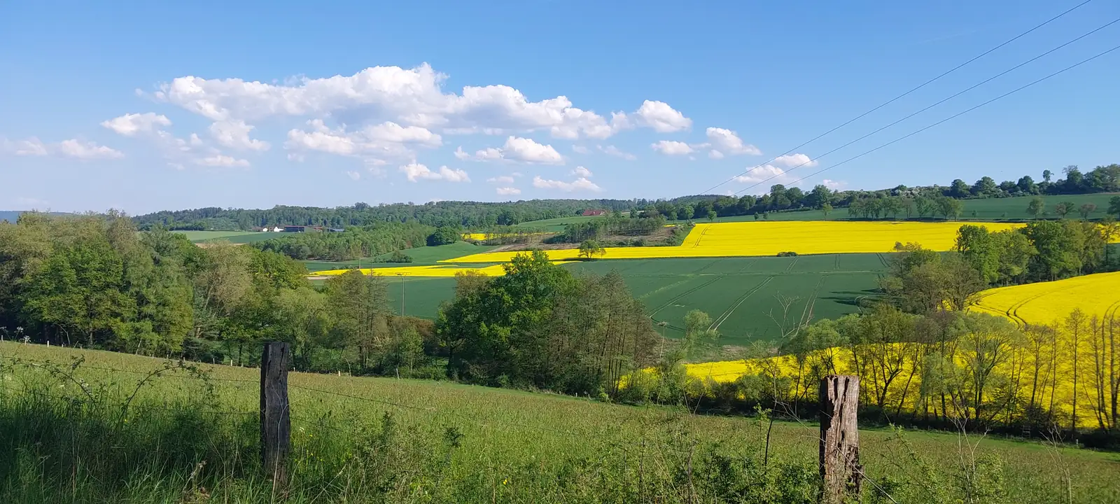 Rapsfelder und Hügel in der Umgebung von Sonnenberg