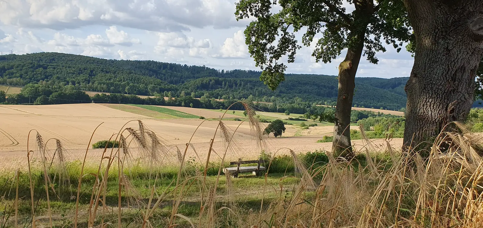 Sommerlicher Blick über Felder und Hügel