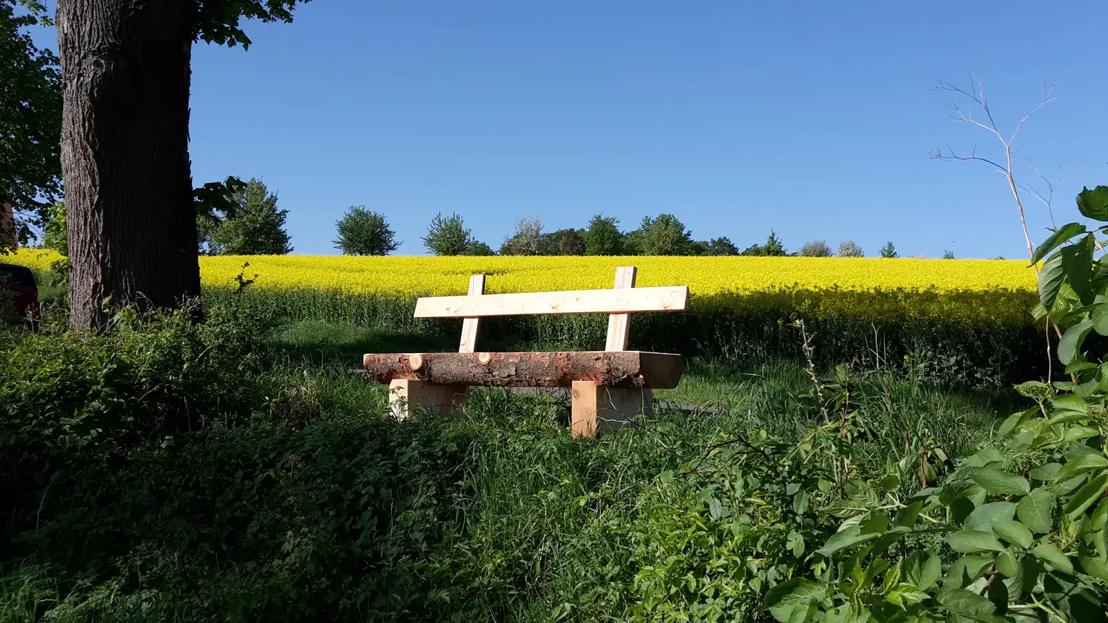 Pausenbank am Rapsfeld mit weitem Ausblick